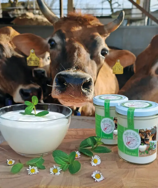 Jersey-Kuh und Milchprodukte vom Niglhof